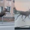 Лось пробежал по улицам Искитима в Новосибирской области