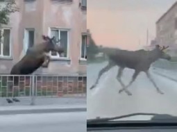 Лось пробежал по улицам Искитима в Новосибирской области