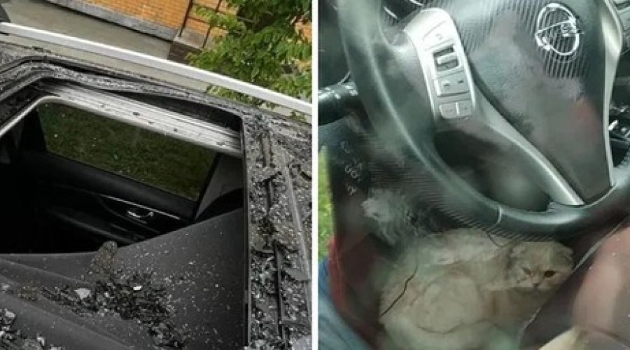 Кот упал на машину с 23 этажа и выжил в Новосибирске