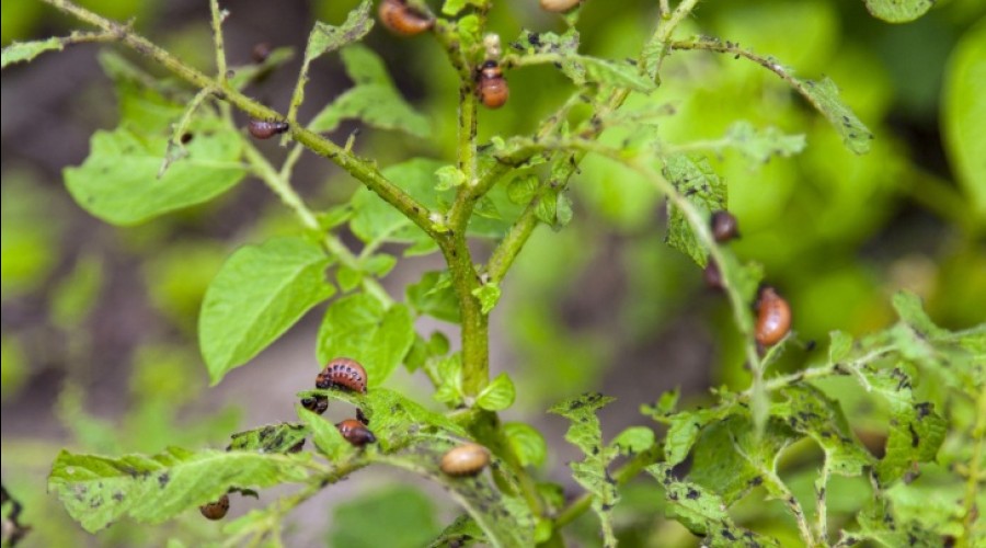 20 проверенных способов избавиться от колорадского жука