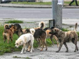В каком районе Новосибирска чаще всего жалуются на бродячих собак