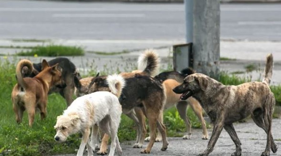 В каком районе Новосибирска чаще всего жалуются на бродячих собак